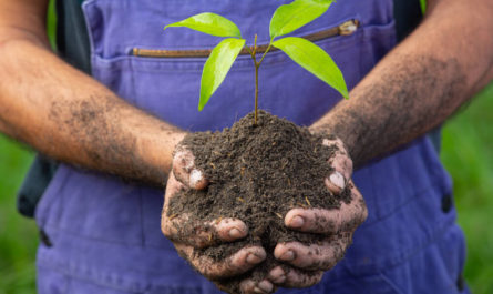 planting tree