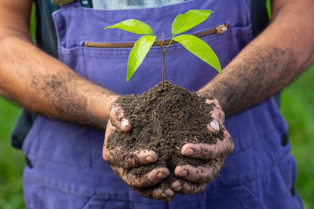 planting tree